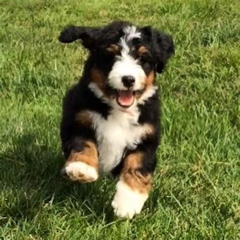 Bernedoodle near me - Vidadoodle — Bernedoodle puppies raised by a small, reputable NH breeder in our home. Contact us to learn more about our bernedoodle puppies, join our waitlist or get more information about our program. E-mail: bernedoodleNH@gmail.com Call or Text: …